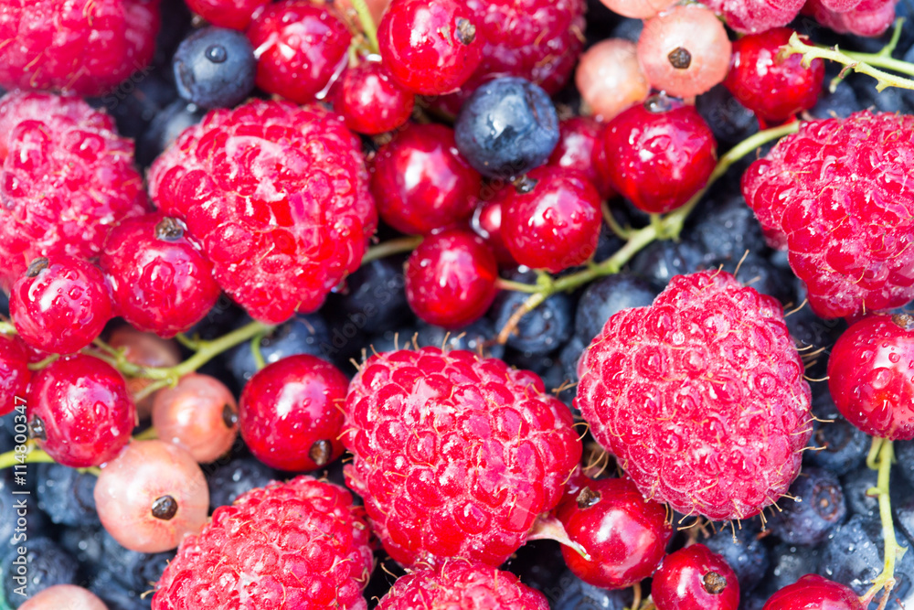 fresh organic berries. raspberries, blueberries, red currants 