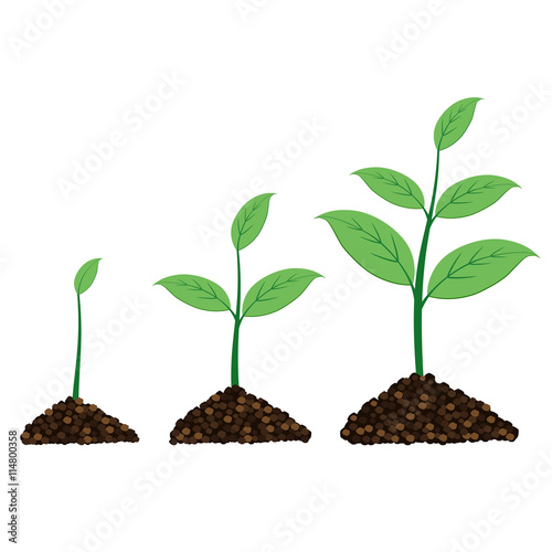 plant grow up in a moment.