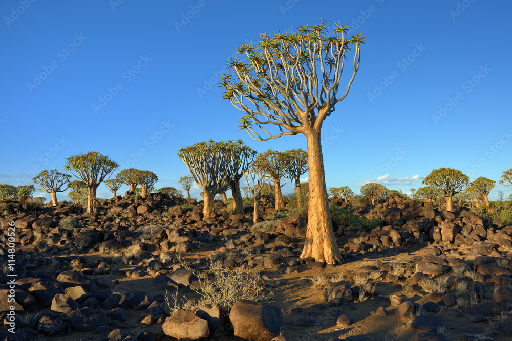 Naklejka premium Quiver Tree Forest Namibia
