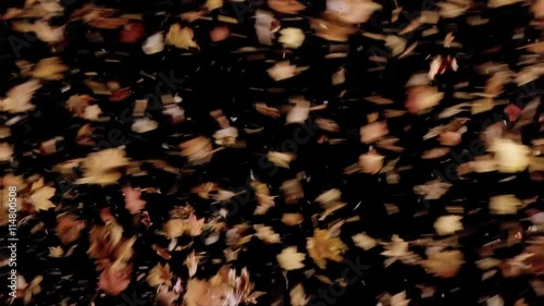 Leaves and debris blowing across the frame