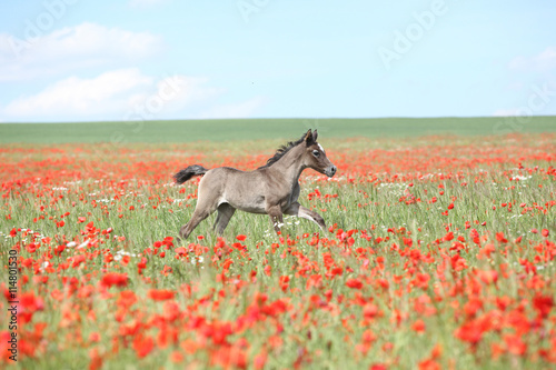 Fototapeta Naklejka Na Ścianę i Meble -  Amazing arabian foal running in red poppy field
