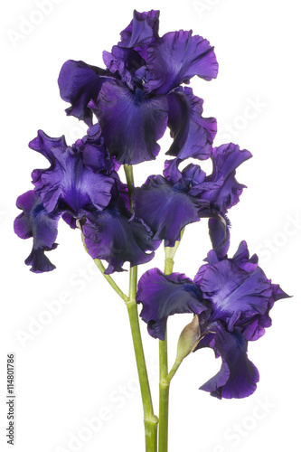 Fototapeta Naklejka Na Ścianę i Meble -  iris