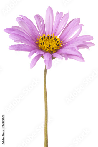 cosmos flower