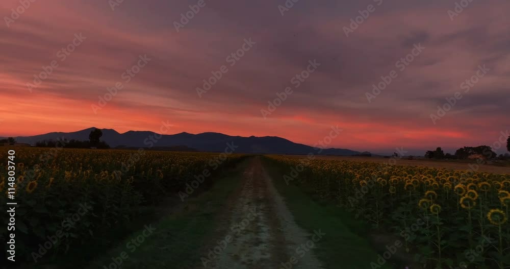 Beautiful Orange Sunset in a Field Full of Sunflowers Beautiful Orange Sunset in a Field Full of Sunflowers