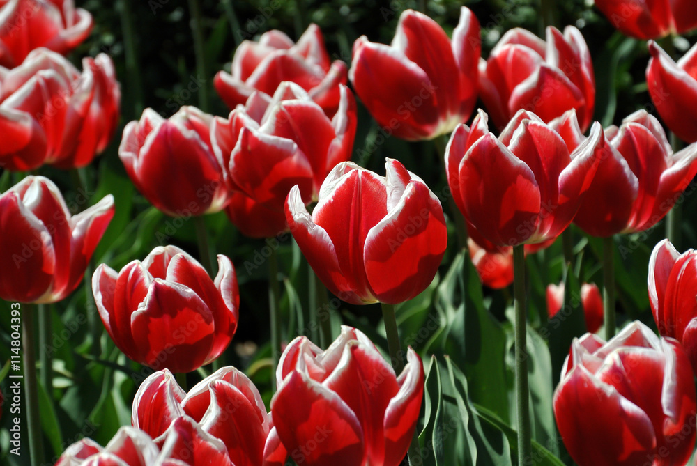 Obraz premium Red and white tulipans