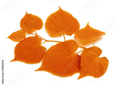 Autumn sprig of linden-tree
