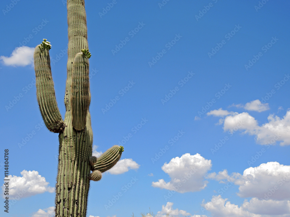 Giant Saguaro Cactus in Sonoran Desert of Arizona, against a blue sky with fair weather clouds.