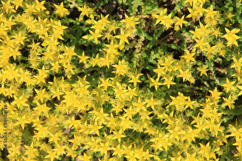 Obraz premium Blooming forest moss in the sunlight