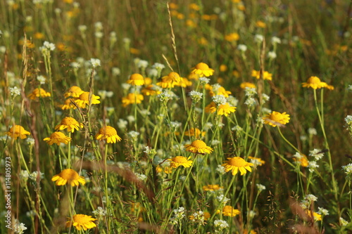 Желтые ромашки на летнем поле © heshixin