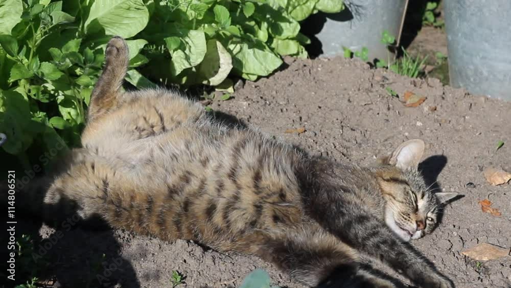 Кошка в летнем саду