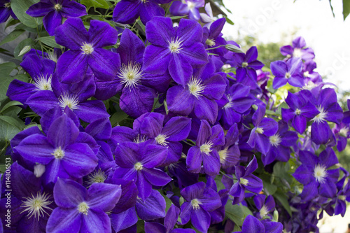 Fototapeta Naklejka Na Ścianę i Meble -  clematis violet flowers
