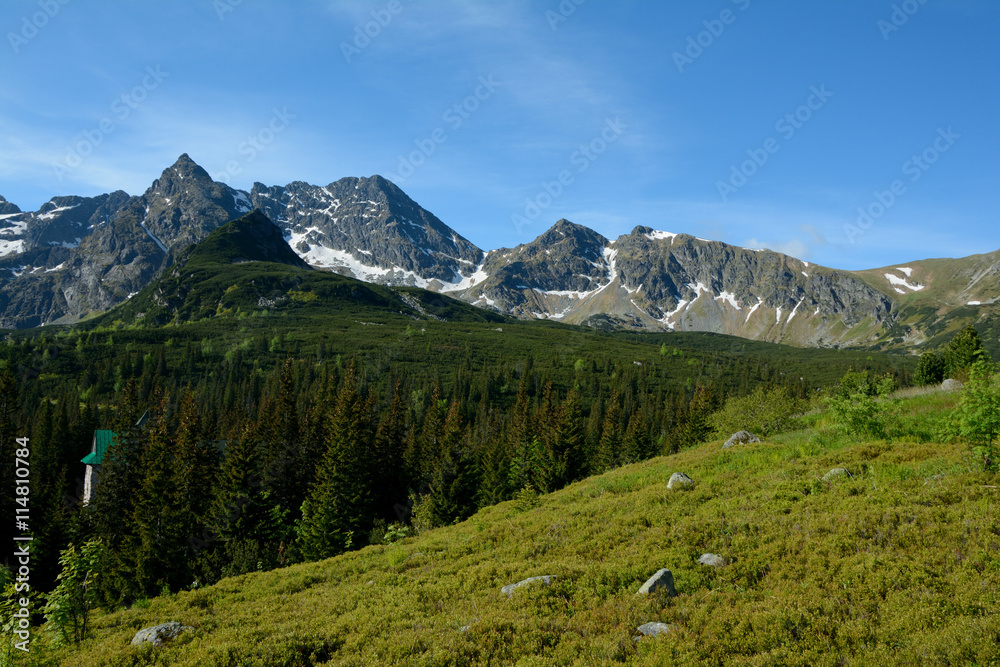 Meadow, peaks and trees in Gasienicowa valley Meadow, peaks and trees in Gasienicowa valley