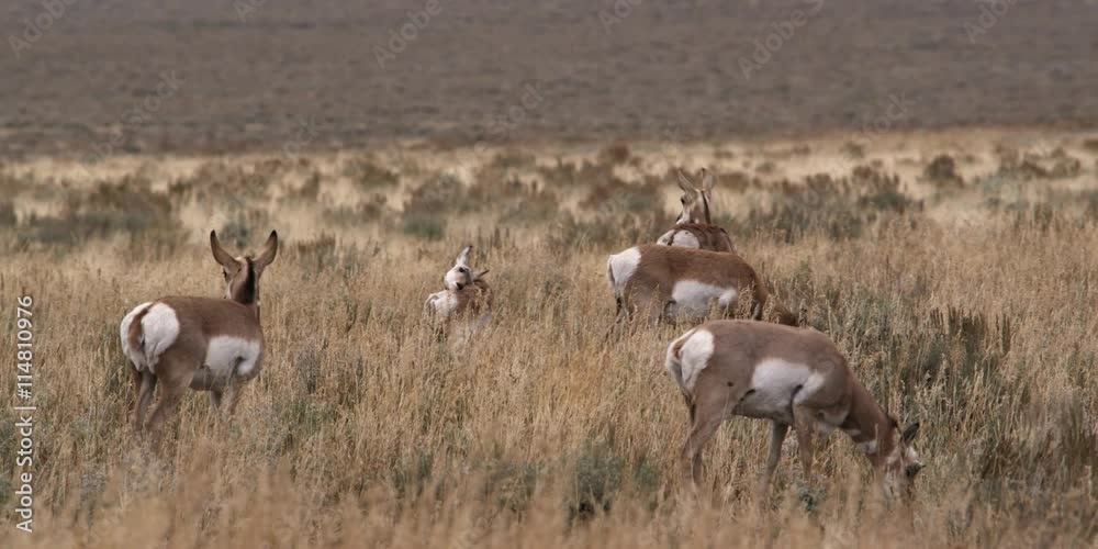 antelope herd grazing in Grand Teton National Park in Wyoming