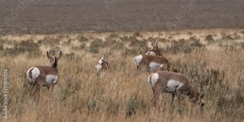 antelope herd grazing in Grand Teton National Park in Wyoming