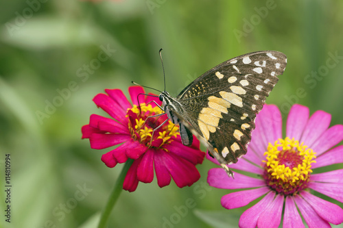 Butterfly. Butterfly on flower. Butterfly in tropical garden. Butterfly in nature.