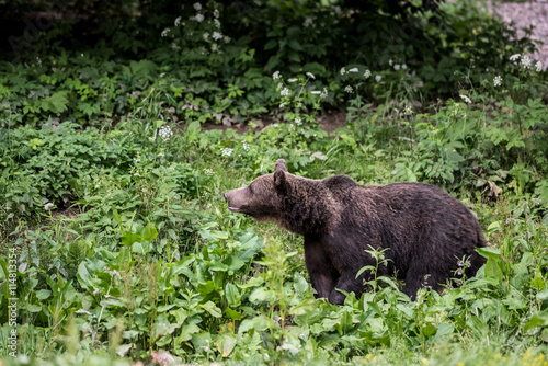 Brown bear in wilderness. Brown bear walking with grass background.  © krstrbrt