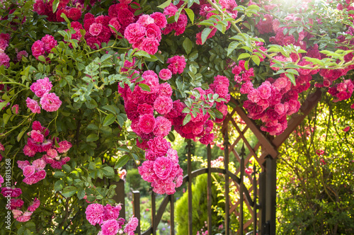 rose