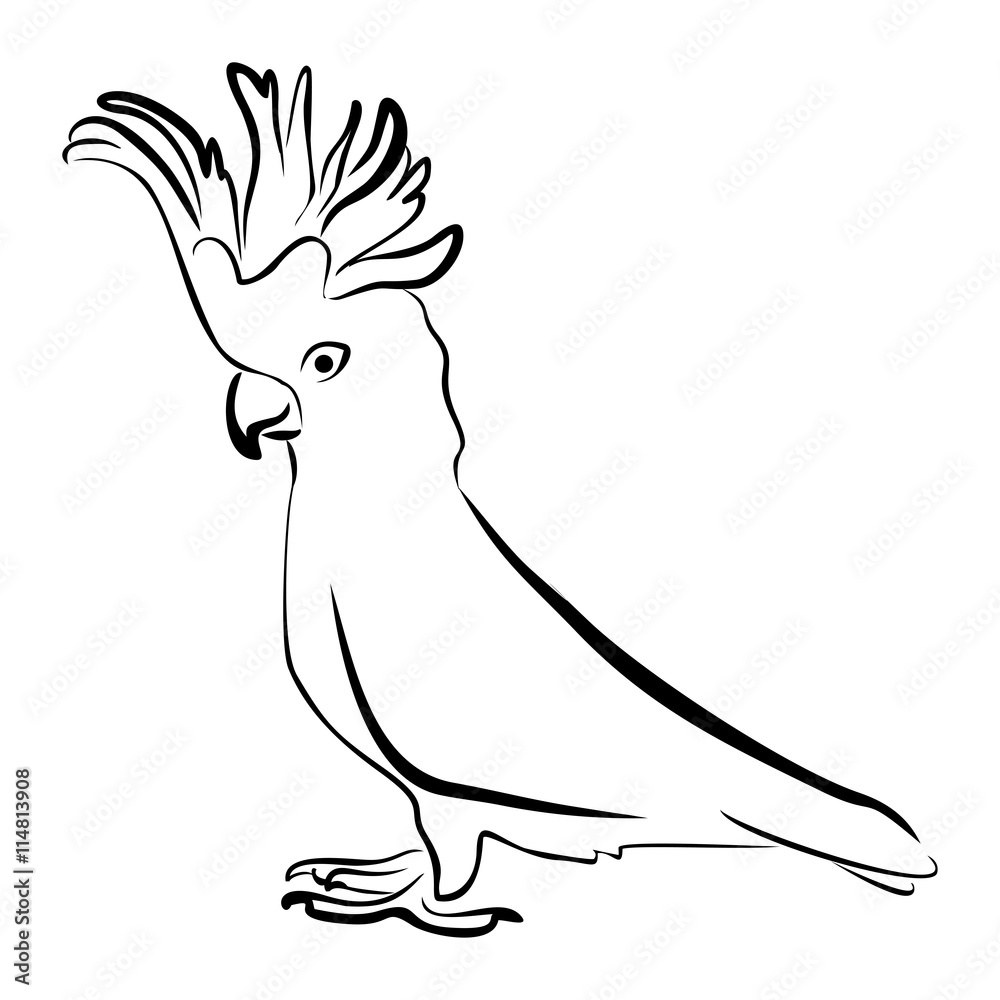 Naklejka premium Vector cockatoo silhouette isolated on white background. Tropical bird illustration. Hand drawn parrot with crest. Cacatuidae family, Cacatuoidea superfamily, Psittaciformes order, Aves class bird art