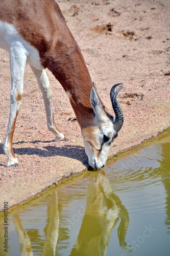 antilope si disseta ad una fonte di acqua. sequenza fotografica