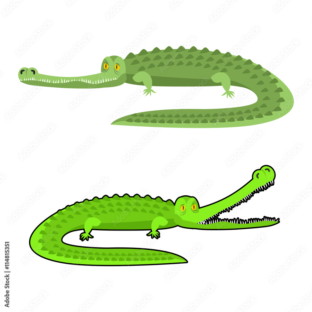 Obraz Crocodile isolated. Good caiman. Wild animal. Green reptile with