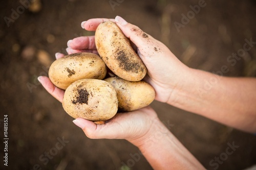 Cropped image of gardener holding potatoes at garden