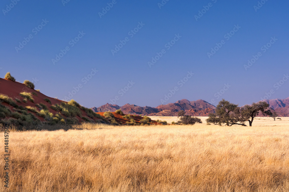 View of the Savannah in Namibia, Africa