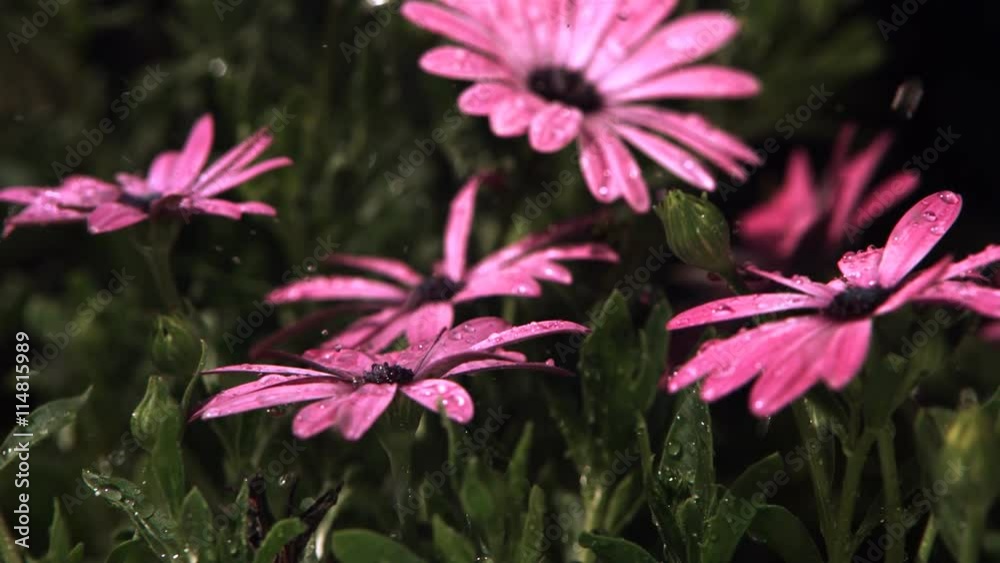 Ultra-slow motion rain falling on close-up pink daisies Ultra-slow motion rain falling on close-up pink daisies