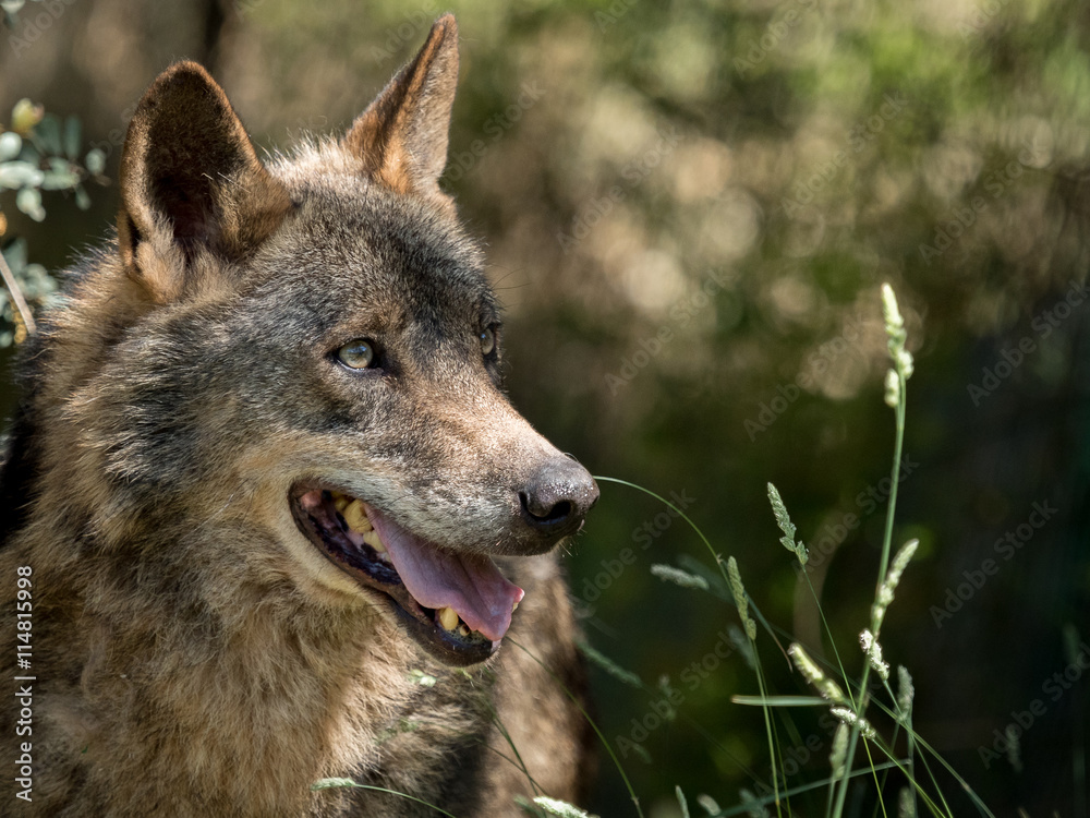 Fototapeta premium Wolf portrait (Canis lupus signatus) in the bushes in summer