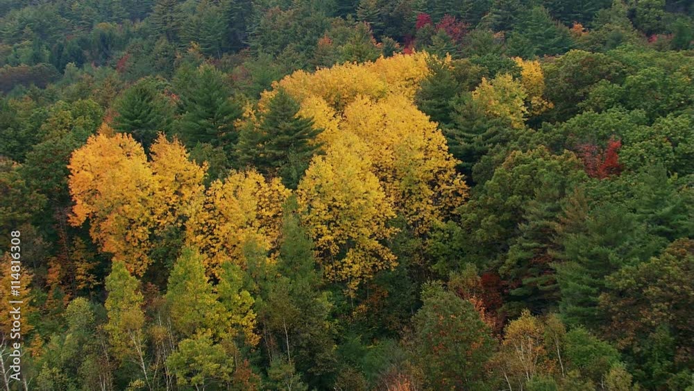 Flying over brilliant yellow treetops Flying over brilliant yellow treetops
