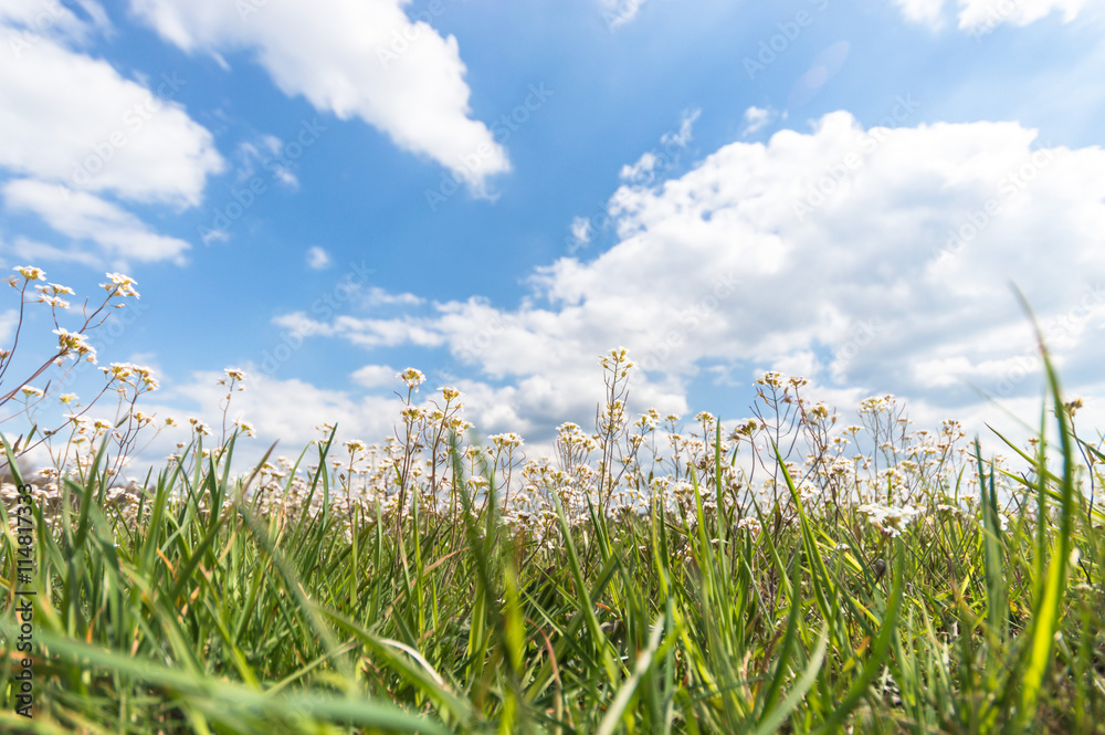 Obraz premium meadow