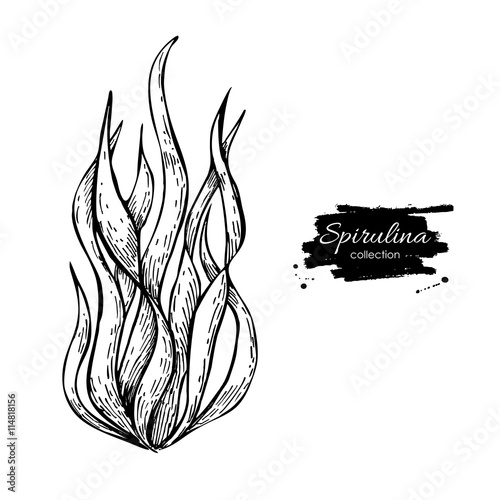Spirulina algae hand drawn vector. Isolated Spirulina algae on w