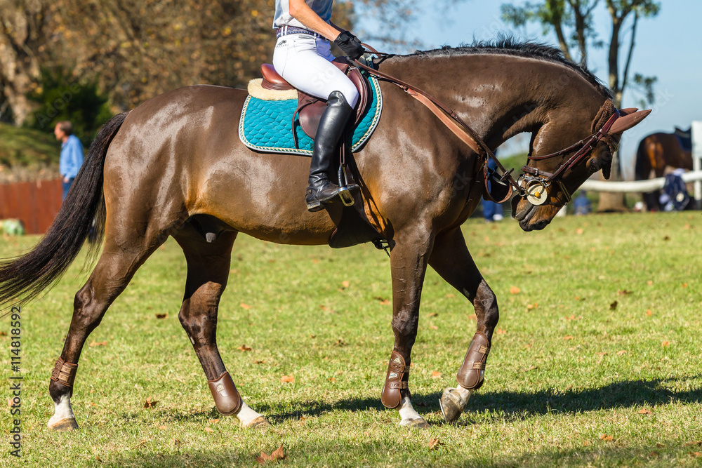 Rider Unidentified Horse brown equestrian show jumping warmup field. Rider Unidentified Horse brown equestrian show jumping warmup field.