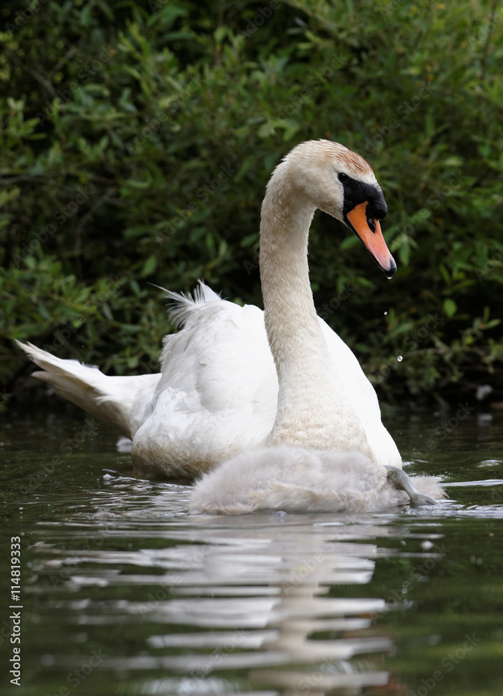 Fototapeta premium Mute Swan, cygnus olor - nestlings