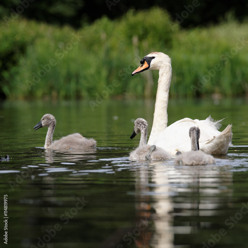 Mute Swan  cygnus olor - nestlings