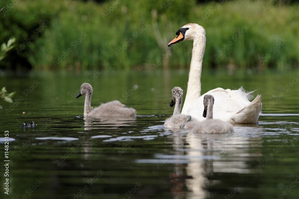 Mute Swan, cygnus olor - nestlings Mute Swan, cygnus olor - nestlings
