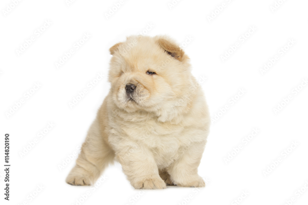 chow chow puppy chow chow puppy