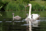 Mute Swan, cygnus olor - nestlings
