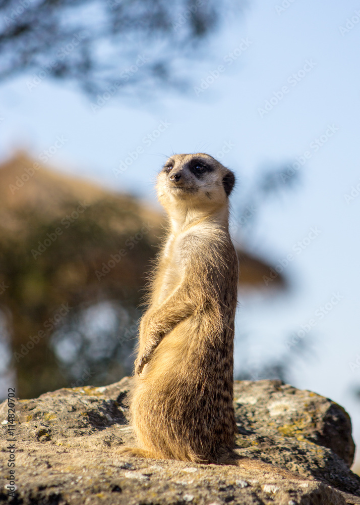 Fototapeta premium Meerkat standing on a rock