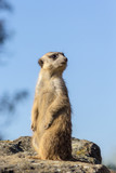 Meerkat standing on a rock against the backdrop of clear sky