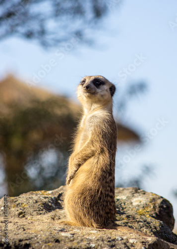 Meerkat standing on a rock
