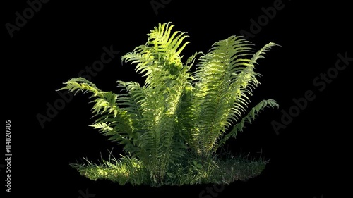 Beautiful fern bush, real shot green plant blowing on the wind, isolated on alpha channel with black and white luminance matte, perfect for film, digital composition, projection mapping