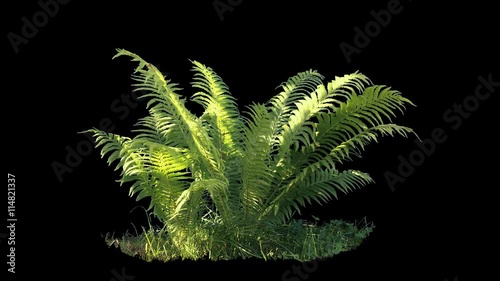 Beautiful fern bush, real shot green plant blowing on the wind, isolated on alpha channel with black and white luminance matte, perfect for film, digital composition, projection mapping photo
