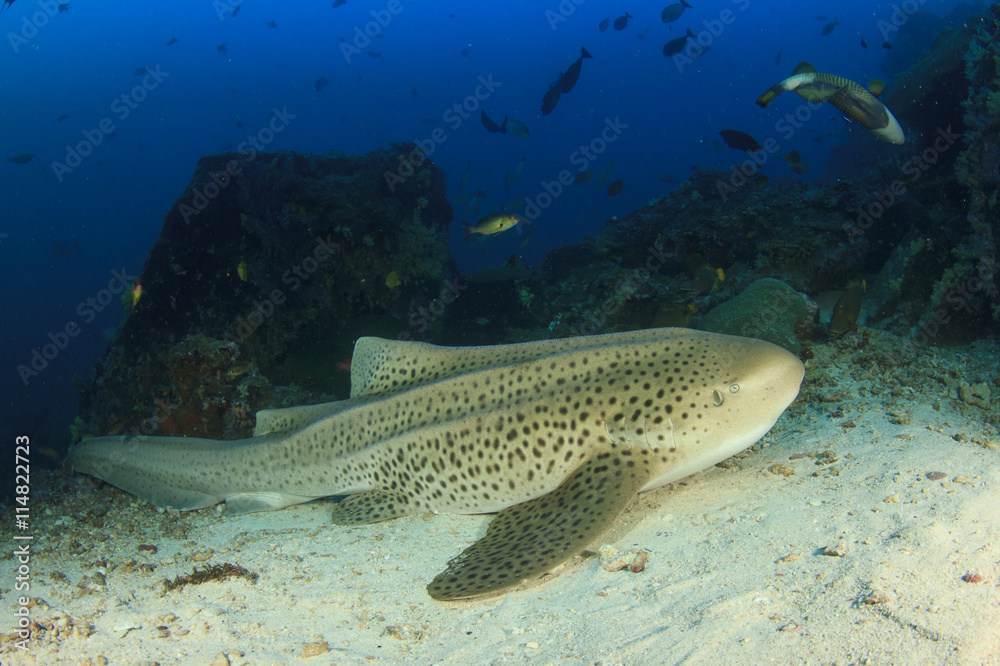 Leopard Shark Leopard Shark