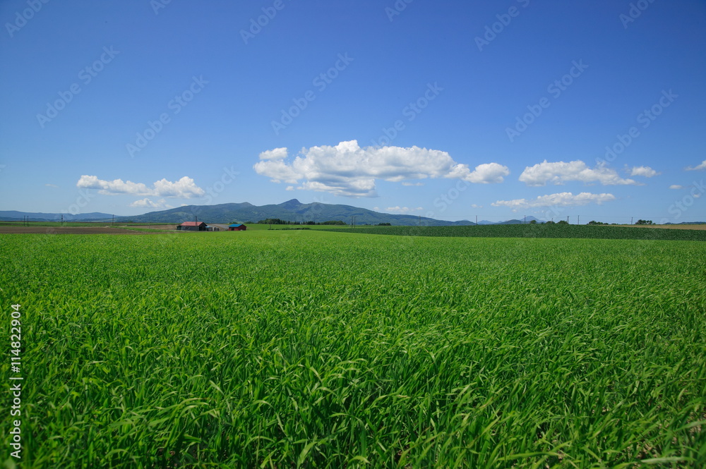 北海道夏の牧草地