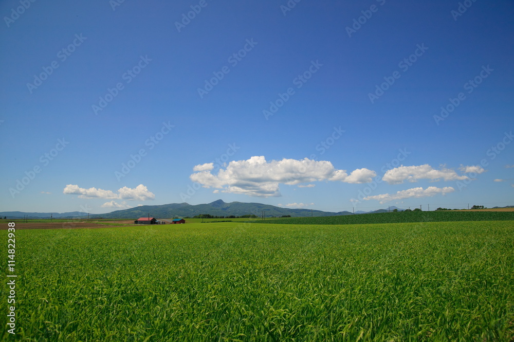 北海道夏の牧草地
