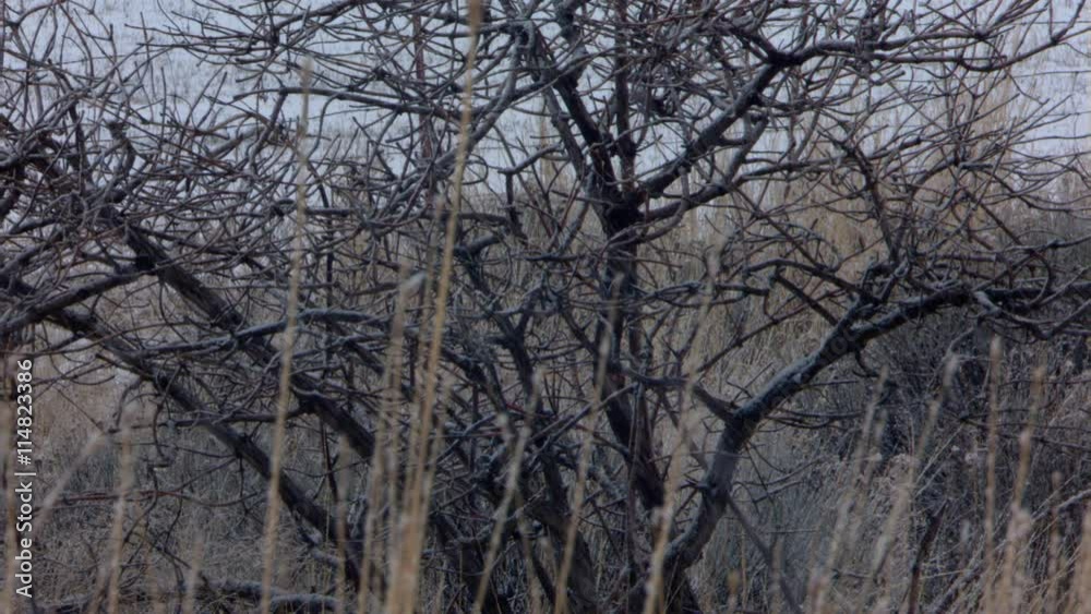 Bare branches and dried weed stems in falling snow Bare branches and dried weed stems in falling snow