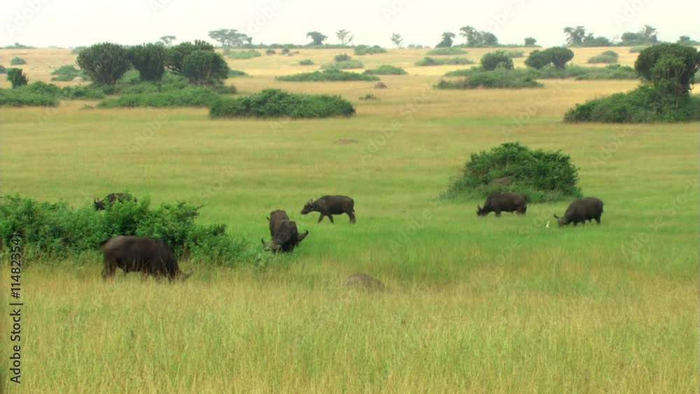 Cape buffalo herd grazing on African savanna Cape buffalo herd grazing on African savanna