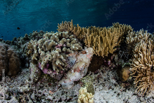 Scorpionfish Hidden on Coral Reef