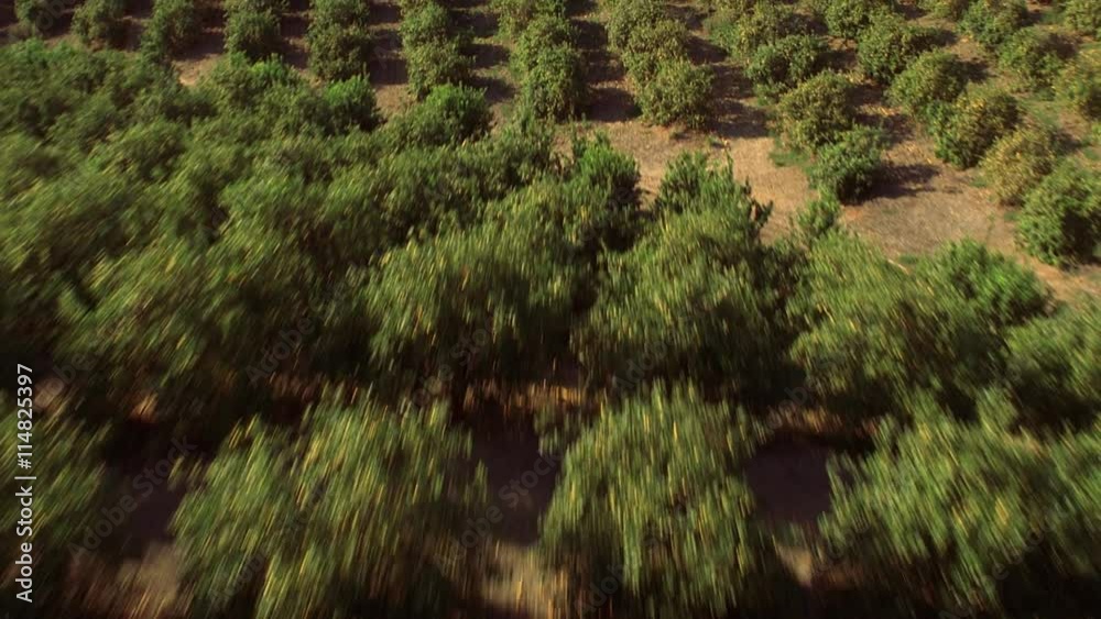 Fast, low flight over fruit orchard. Shot in 2002. Fast, low flight over fruit orchard. Shot in 2002.