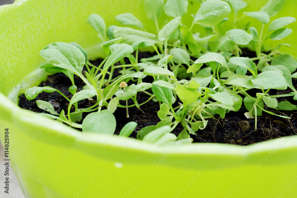 Close up of green Vegetable in plastic plot Close up of green Vegetable in plastic plot